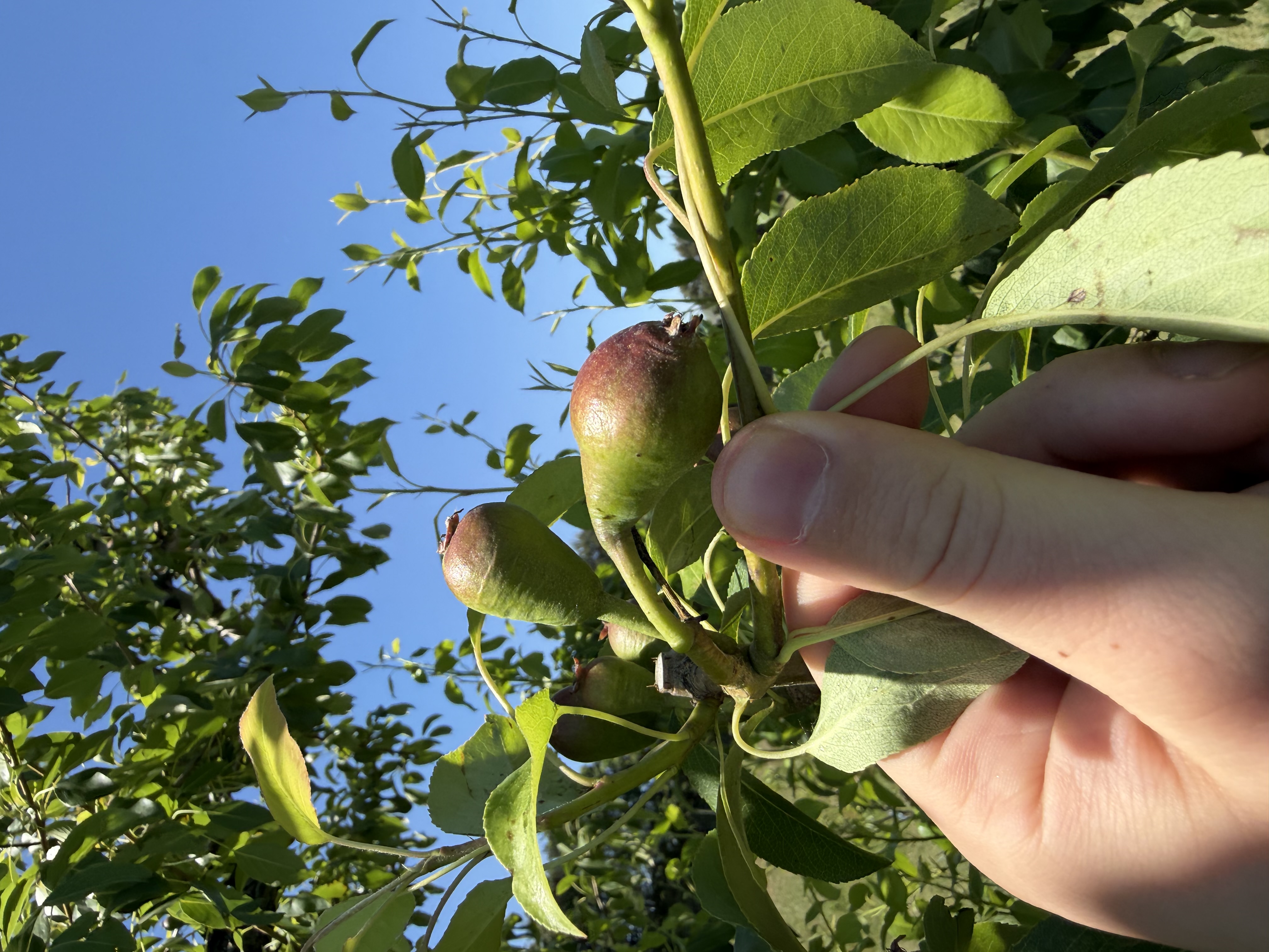 Gem pear fruits at 22